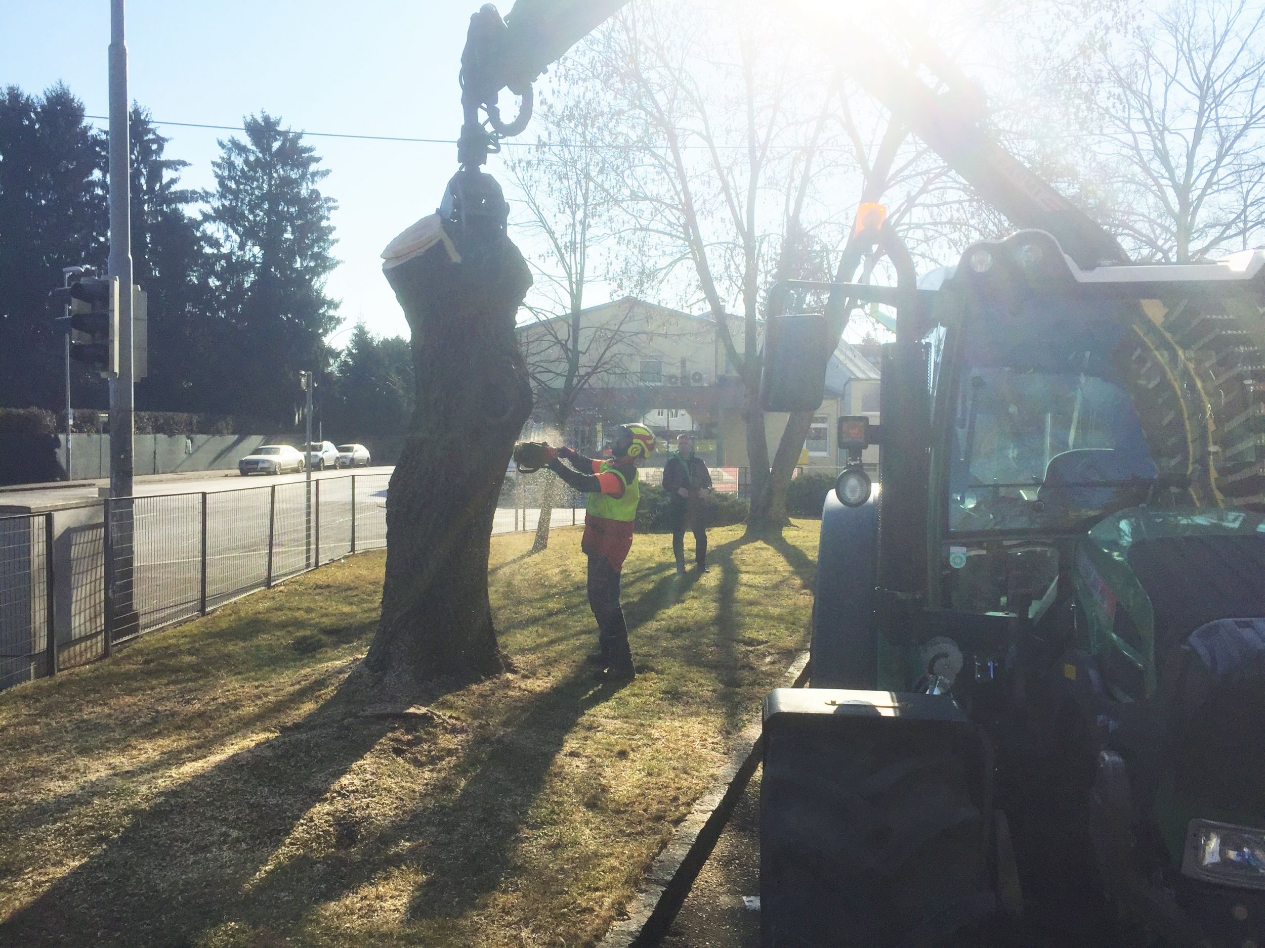 Ein Baum wird mit einer Maschine gefällt, während Arbeiter in Sicherheitskleidung assistieren.