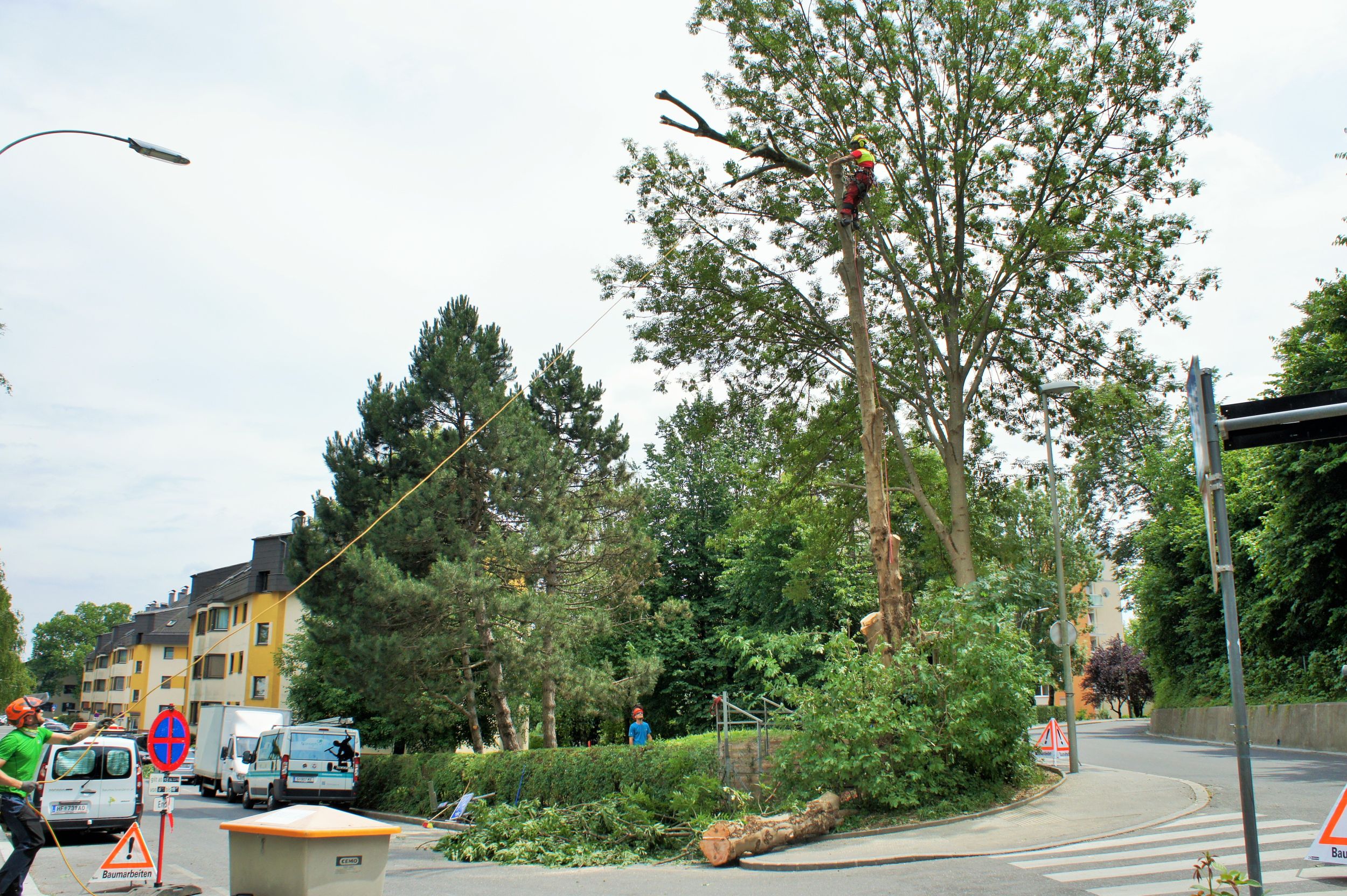 Kletterer in einem Baum, der mit Seiltechnik einen Baum fällt, während Arbeiter unten stehen.
