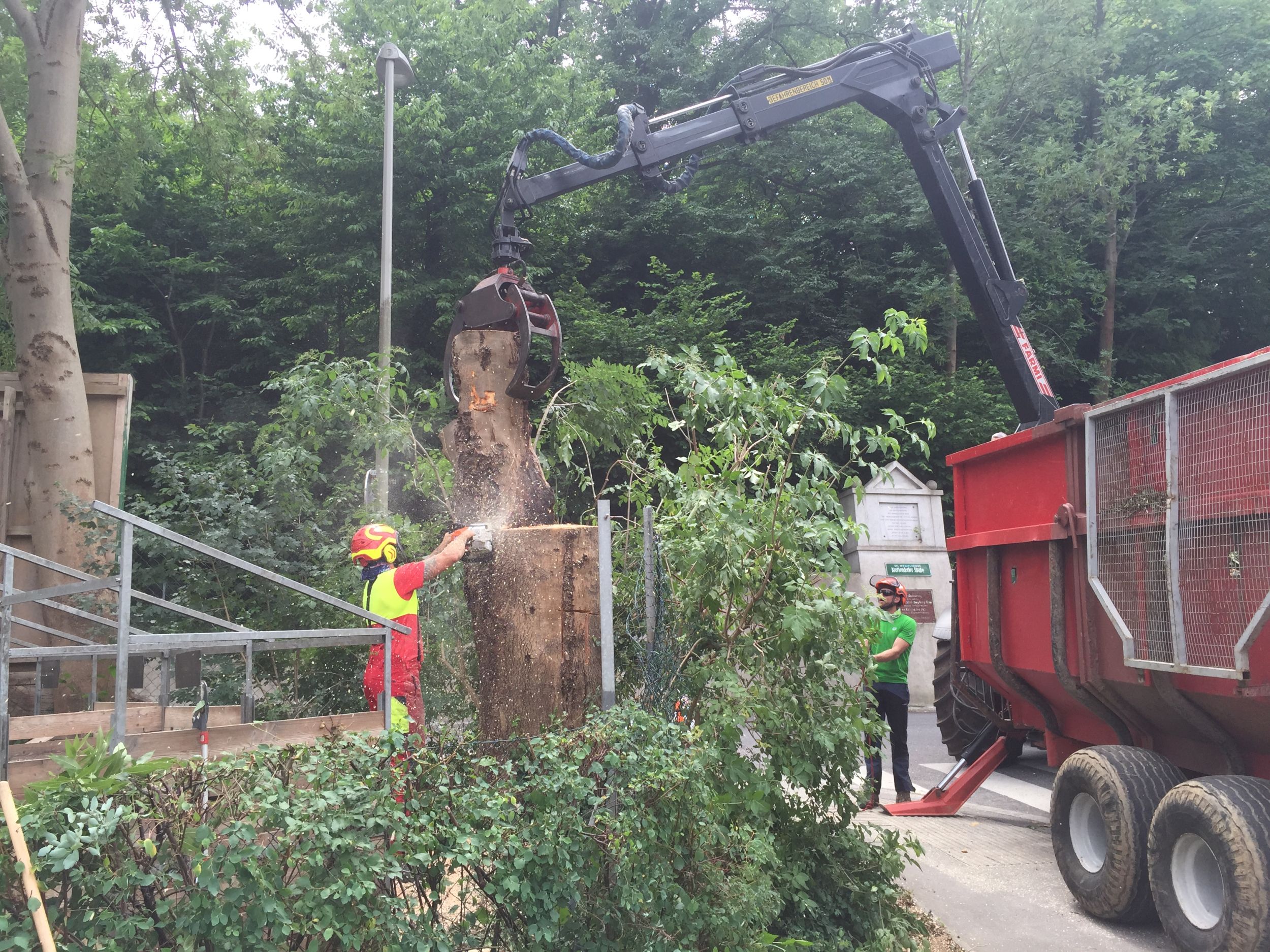 Arbeiter fällt einen Baum mit einer Maschine in einem städtischen Bereich.