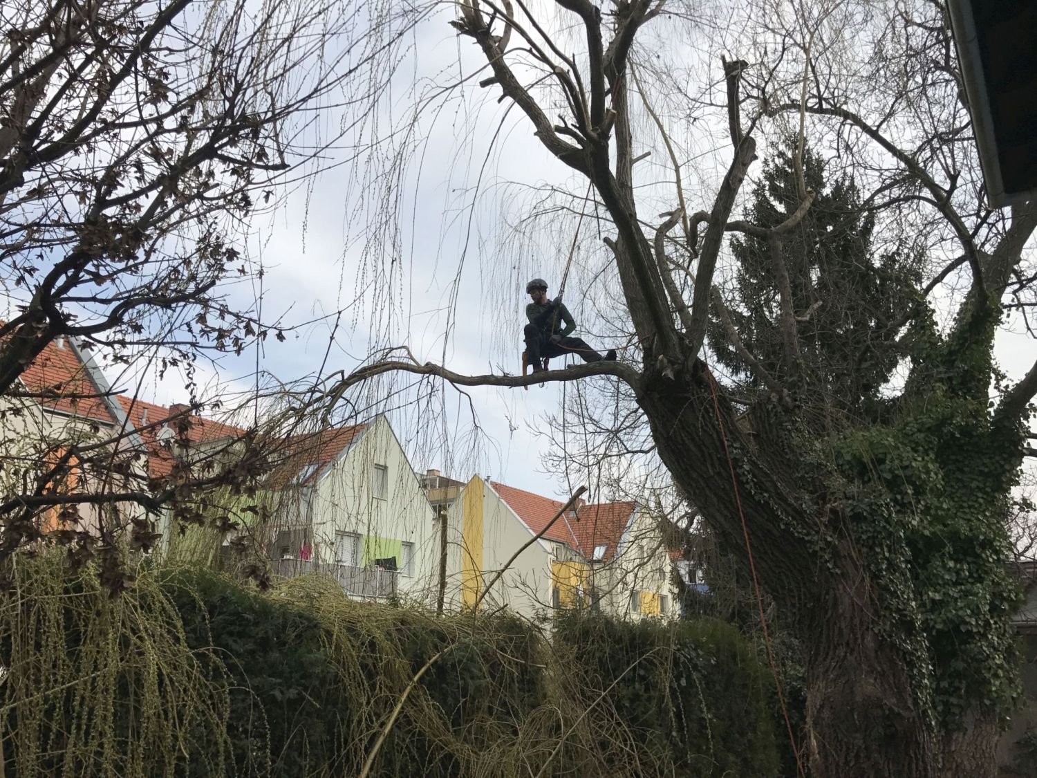 Ein Baumarbeiter sitzt auf einem Ast eines großen Baumes während der Baumkontrolle.