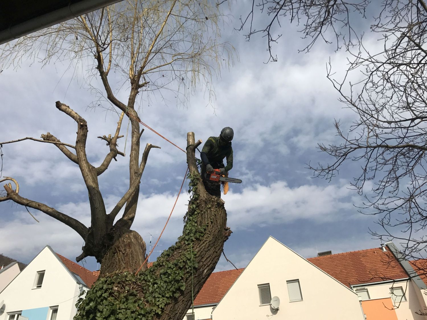 Ein Baumfäller steht auf einem Baumstamm und verwendet eine Kettensäge zur Baumfällung.