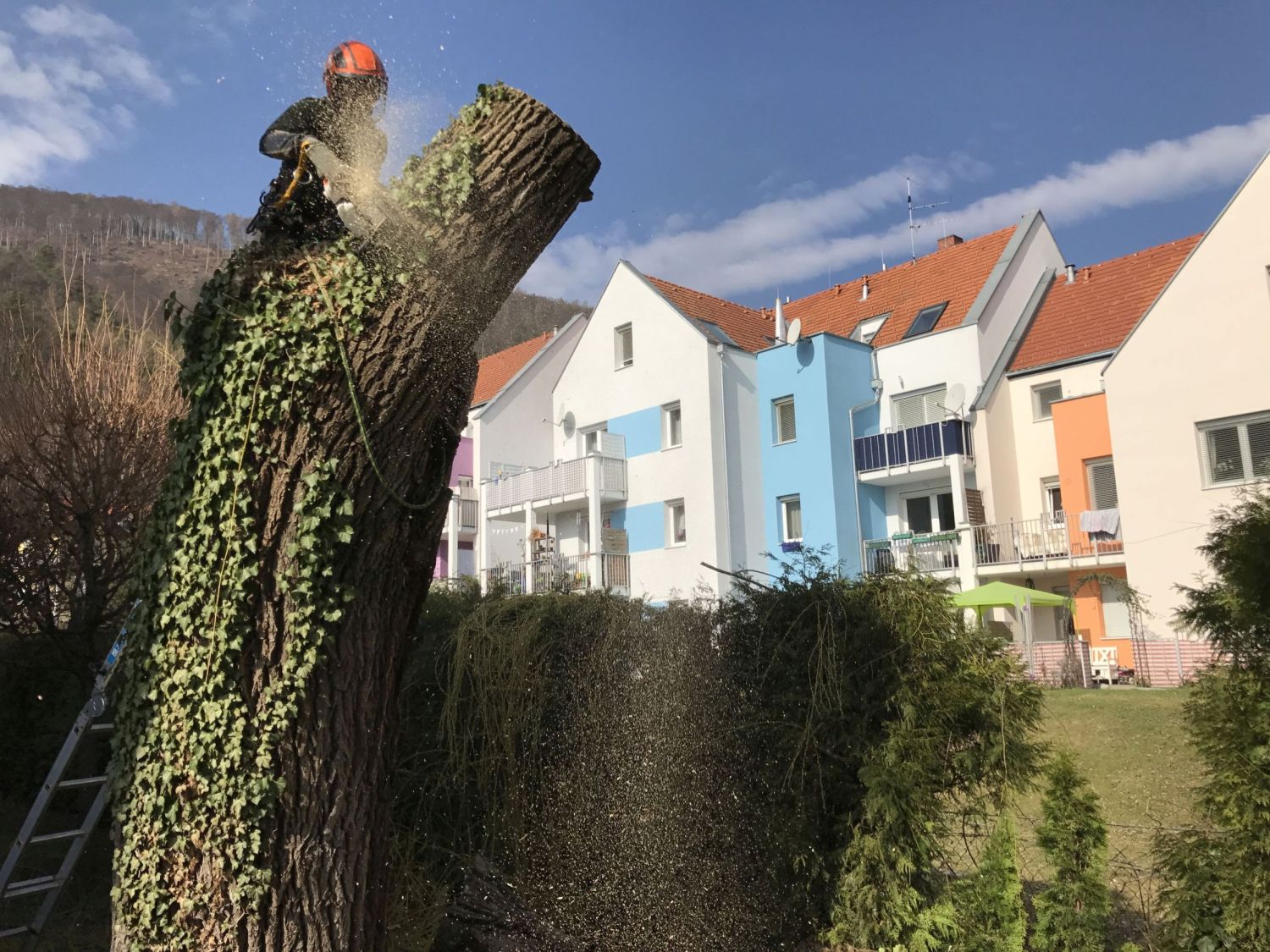 Kletterer in Schutzkleidung führt Baumfällung durch, während Holzspäne herabfallen.