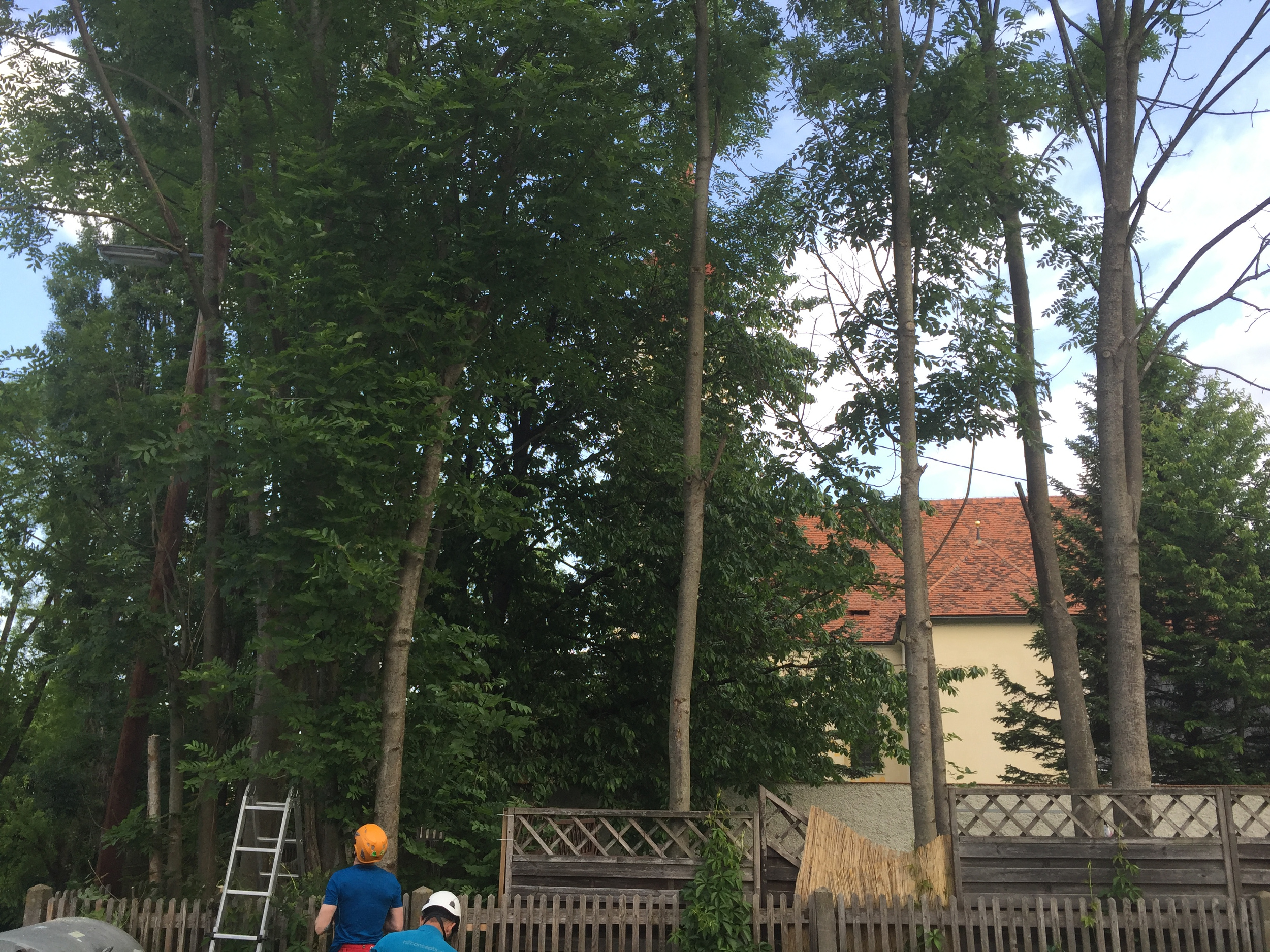 H2Concepts Fachkraft für Baumpflege arbeitet an einem Baum mit einer Leiter im Hintergrund.