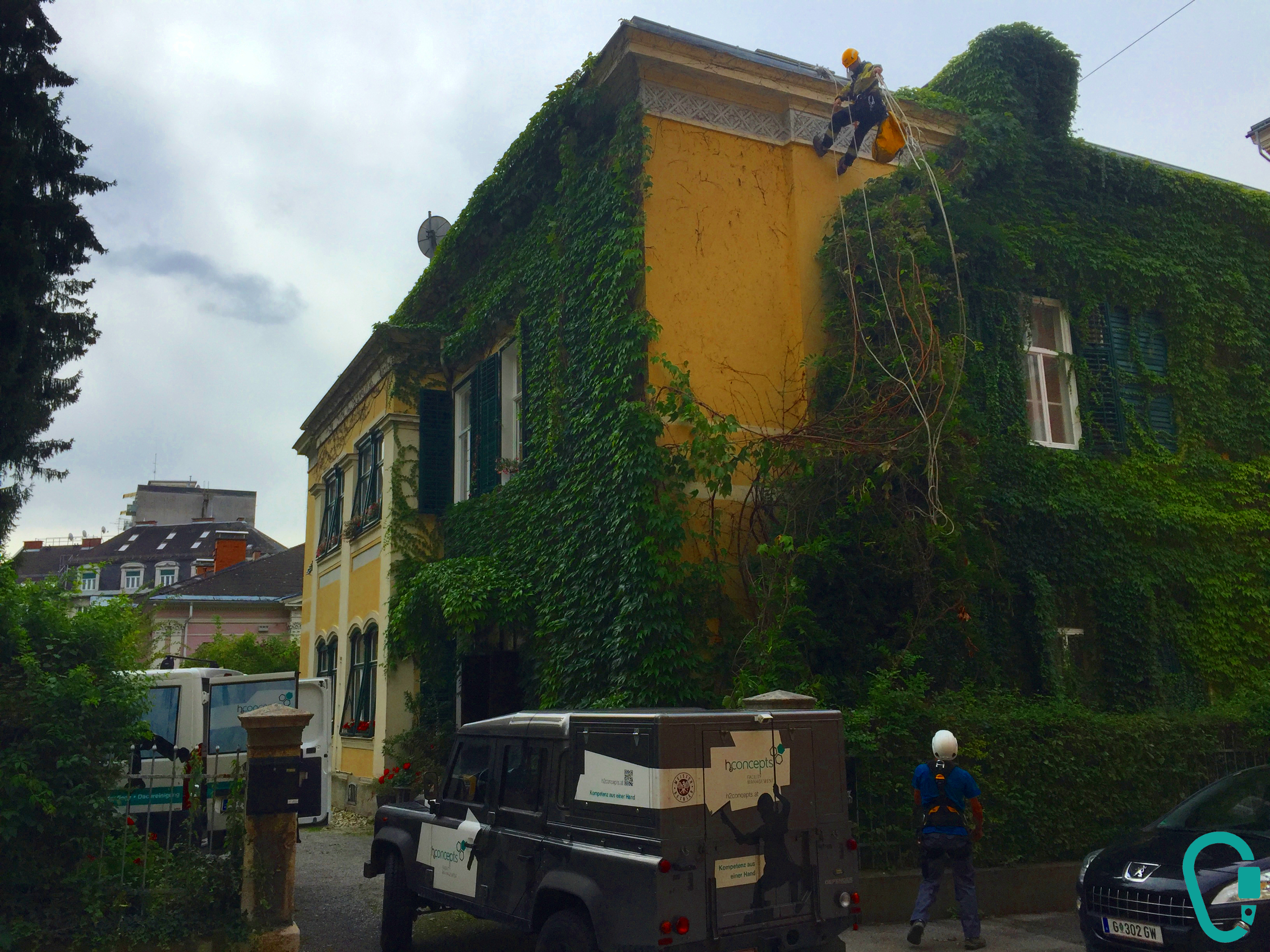 Kletterer entfernt Pflanzen von der Fassade eines Gebäudes mit grüner Bepflanzung.