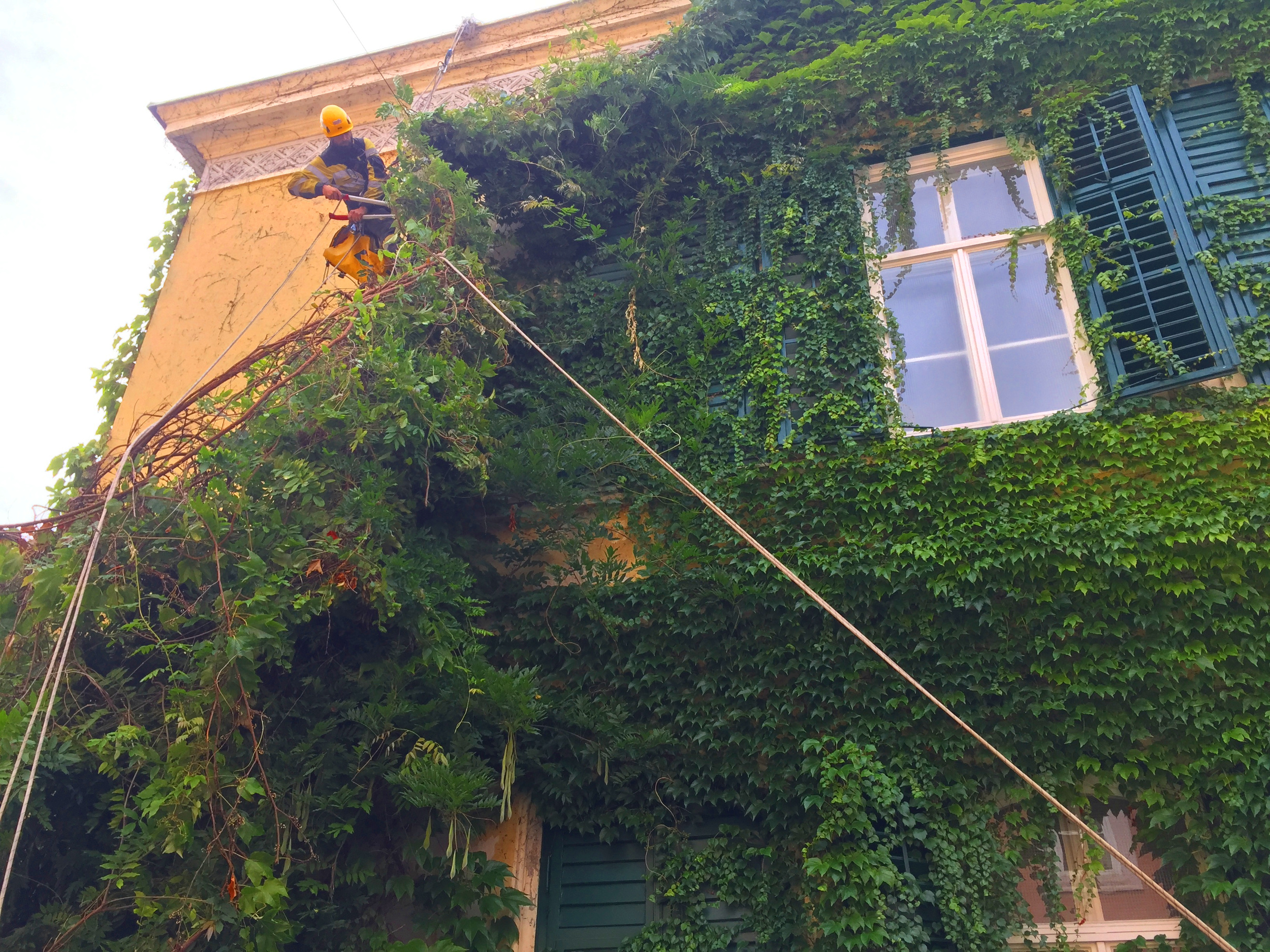 Arbeiter entfernt Pflanzen von einer Fassade eines Gebäudes mit grüner Vegetation.