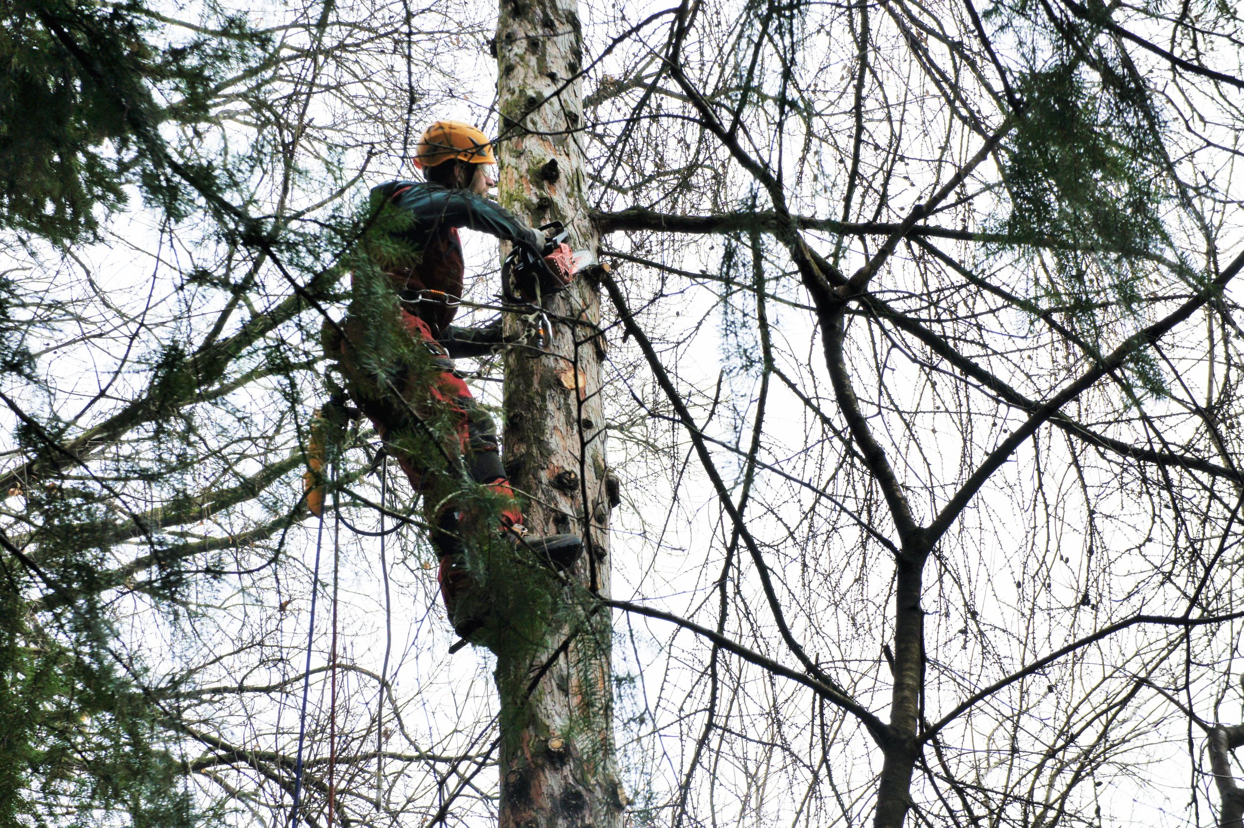 Ein H2Concepts- Arborist klettert einen Baum, um ihn zu fällen. Sicherheitsausrüstung und Klettertechnik sind sichtbar.