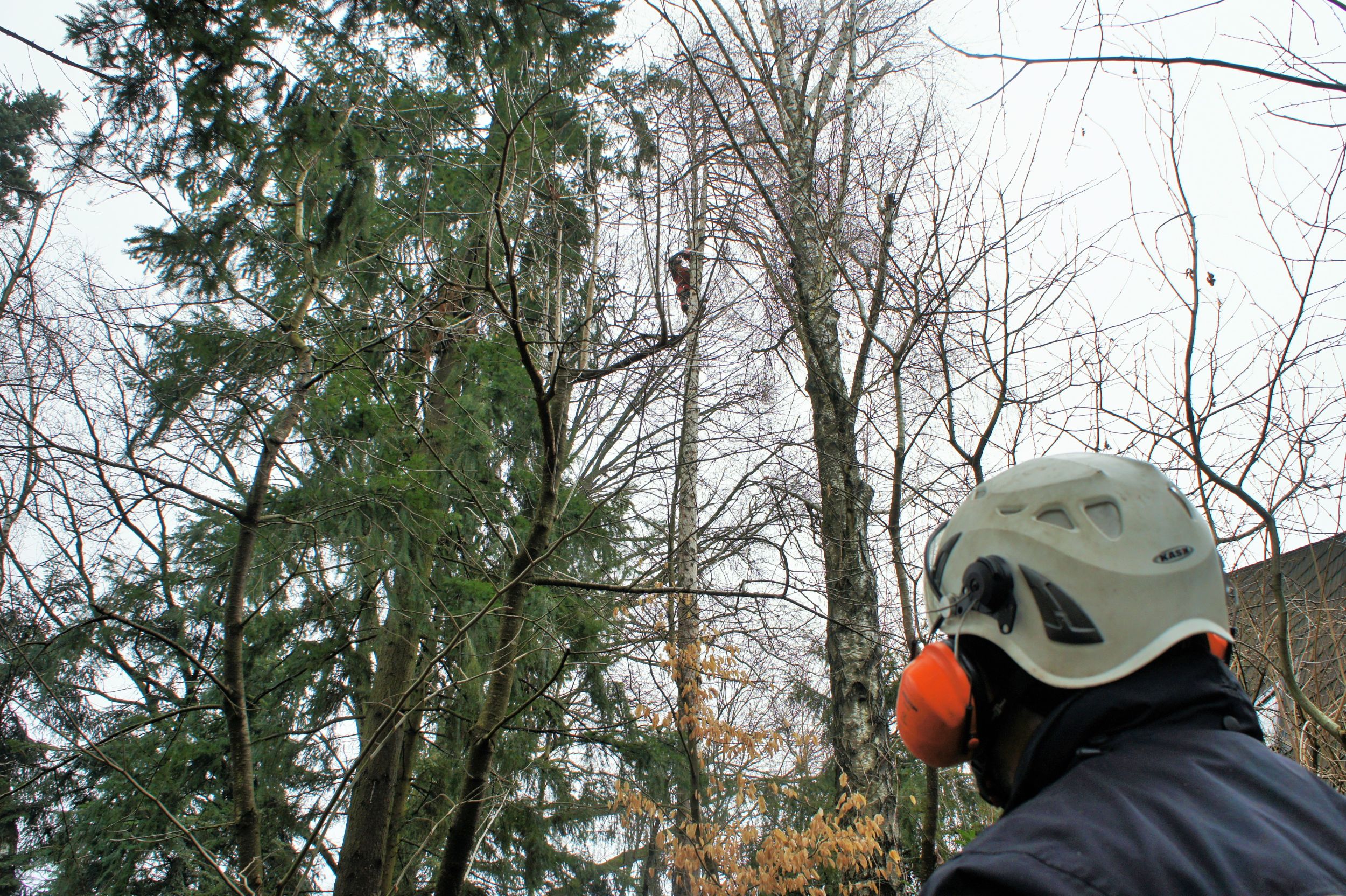 Eine Person mit Schutzhelm und Gehörschutz beobachtet einen Baum, der gefällt werden soll.