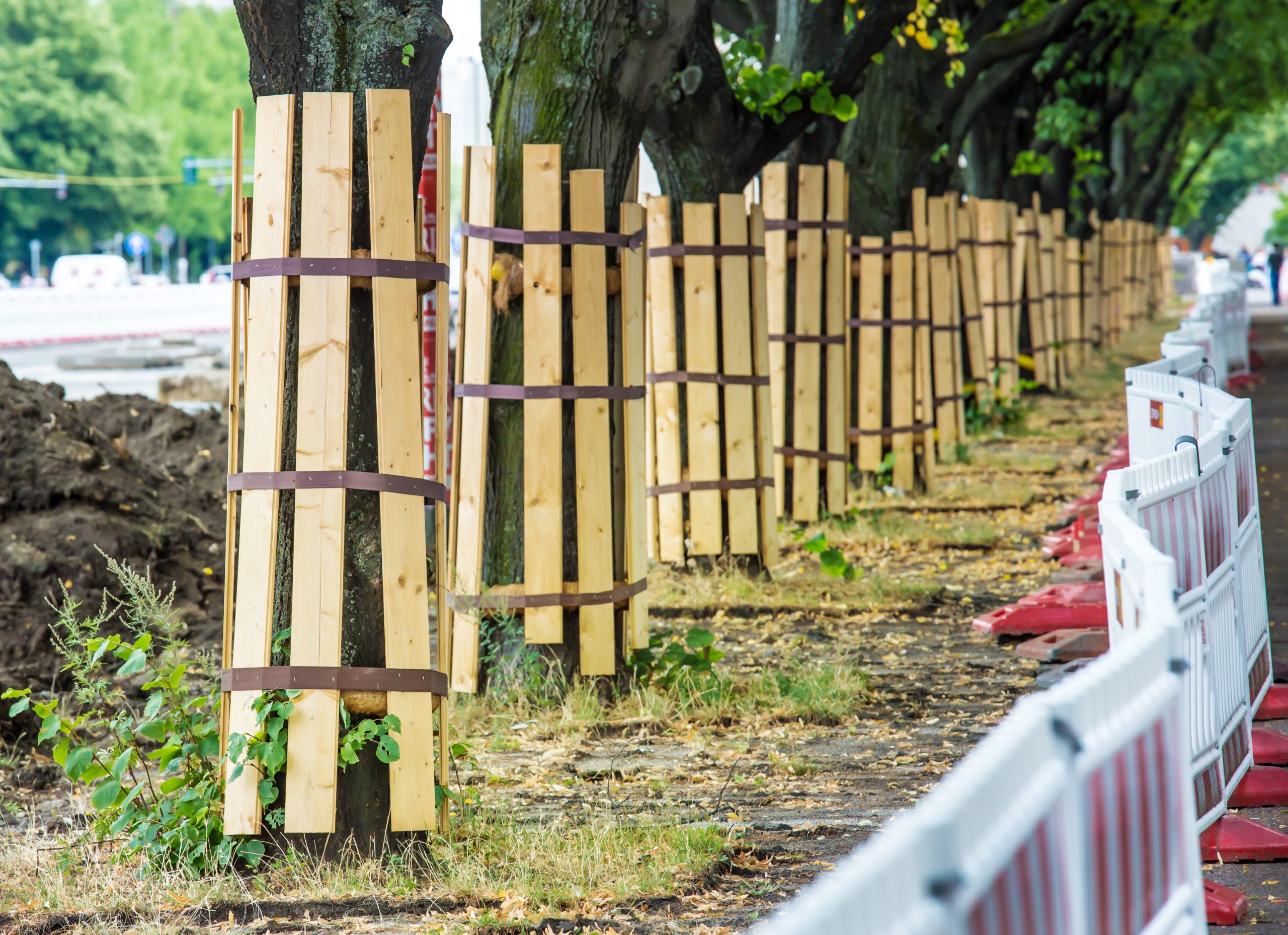 Reihe von Bäumen mit Holzverschalung zum Schutz, entlang einer Baustelle mit Absperrungen.