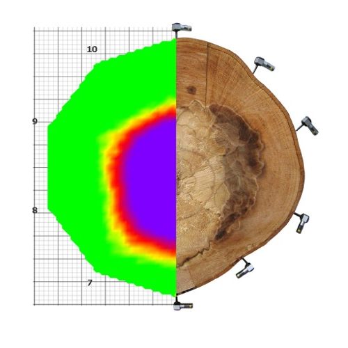 Grafische Darstellung einer Schalltomographie neben einem Holzschnitt mit sichtbaren Jahresringen.