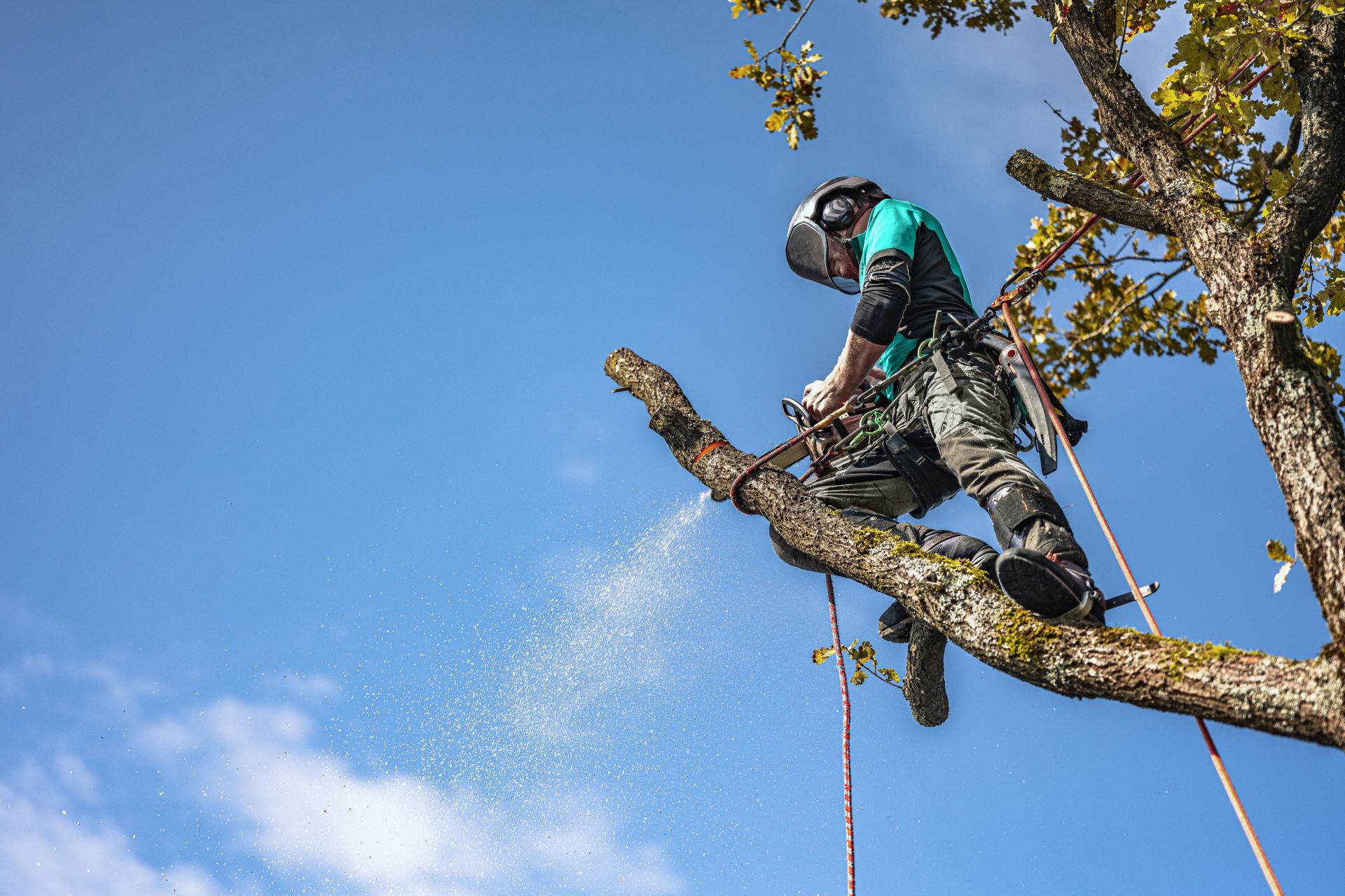 Baumpflege Baumschnitt: Kletterarbeiter in Schutzhelm und Seiltechnik bearbeitet Ast, heckiges Holz, klarer Blauer Himmel, Name Graz und Steiermark im Hintergrund in den Kontext gesetzt.
